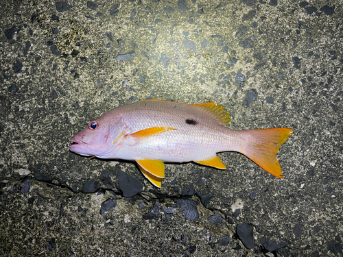 イッテンフエダイの釣果