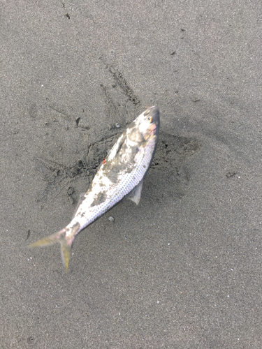 コノシロの釣果