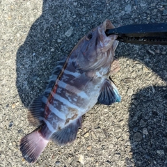 マハタの釣果