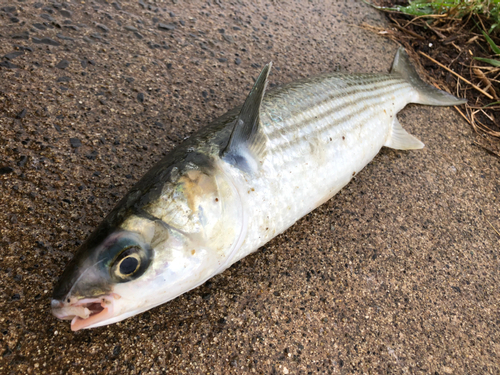 ボラの釣果