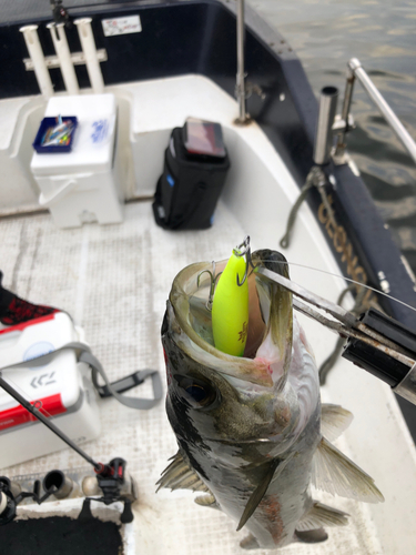 シーバスの釣果