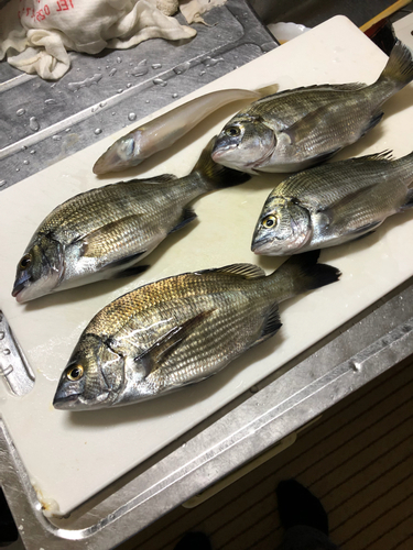 クロダイの釣果