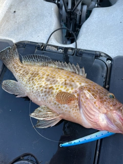 オオモンハタの釣果