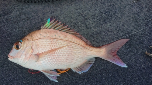 マダイの釣果