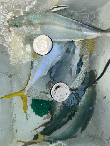 ハマチの釣果