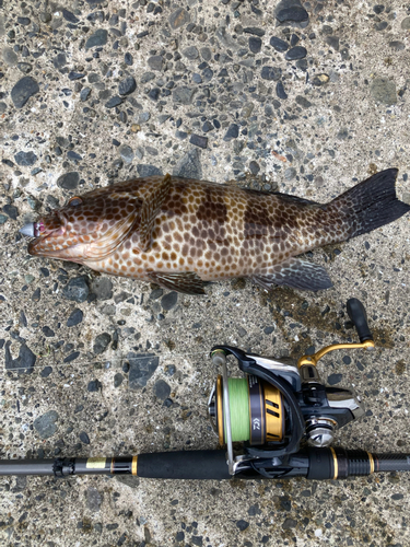 オオモンハタの釣果