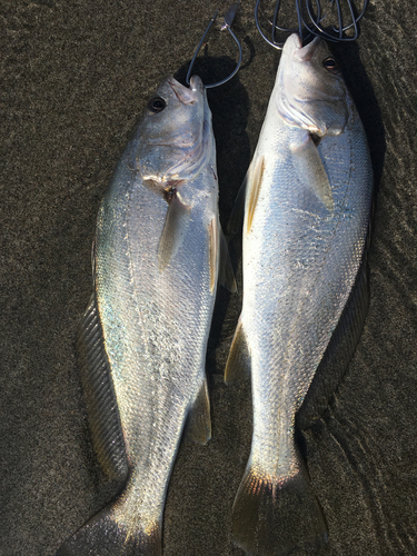 ニベの釣果