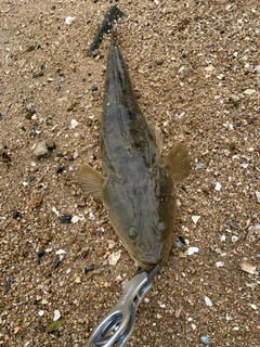 マゴチの釣果