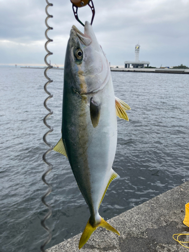 イナダの釣果