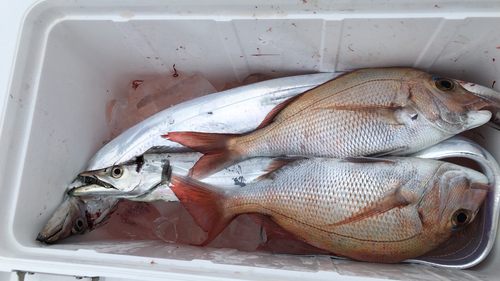 タチウオの釣果