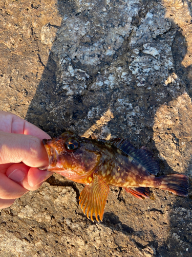 カサゴの釣果