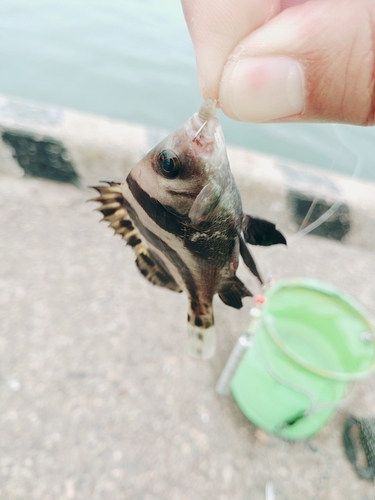 コショウダイの釣果