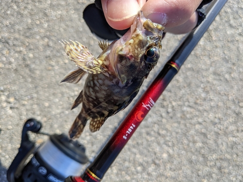 カサゴの釣果