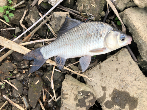 フナの釣果