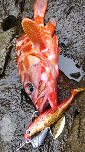 アカハタの釣果