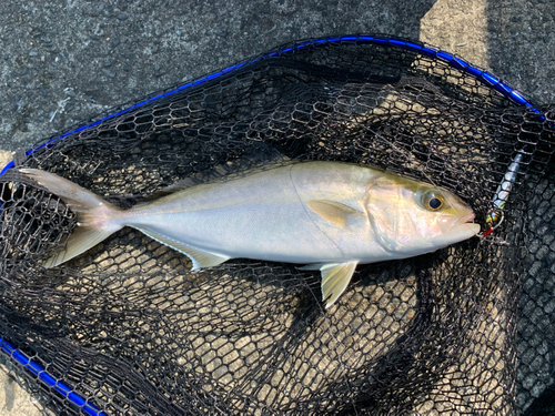 ネリゴの釣果