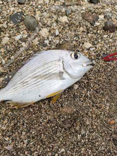 キビレの釣果