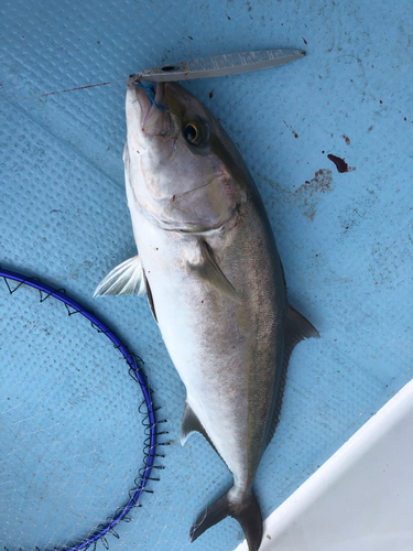 カンパチの釣果