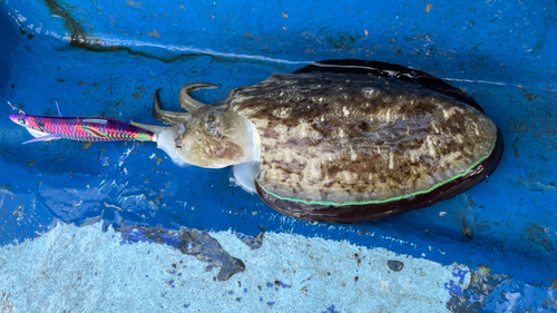 コウイカの釣果