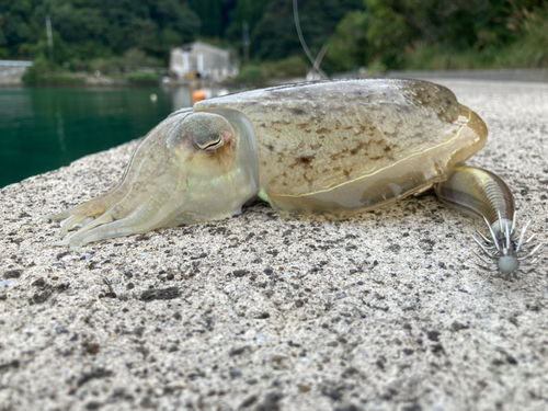 コウイカの釣果