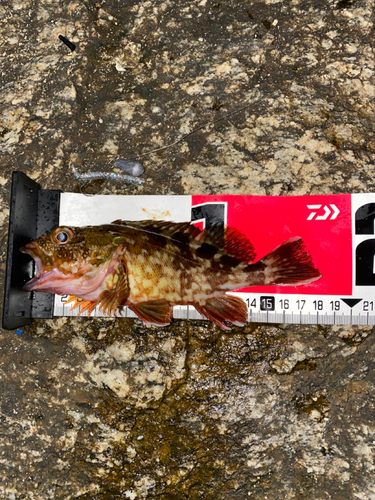 カサゴの釣果