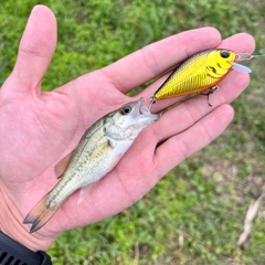 ブラックバスの釣果