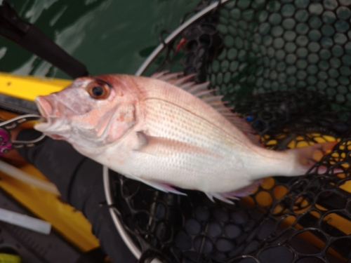 マダイの釣果