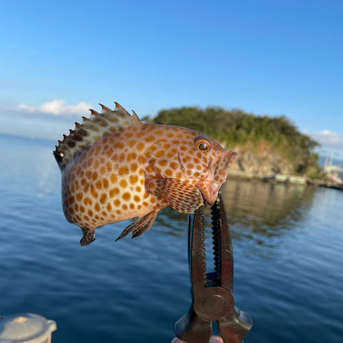 オオモンハタの釣果