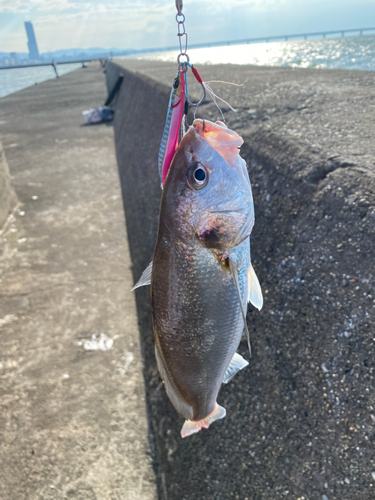 イシモチの釣果