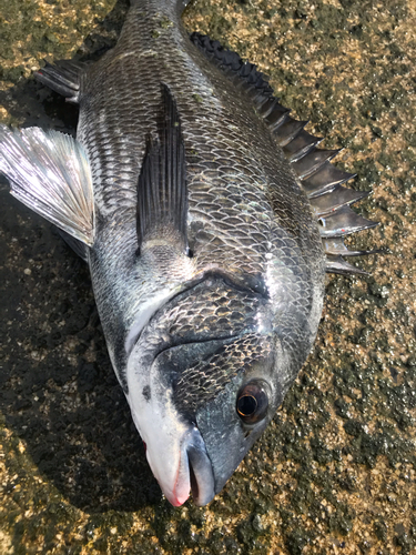 クロダイの釣果