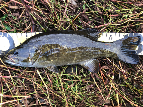 スモールマウスバスの釣果