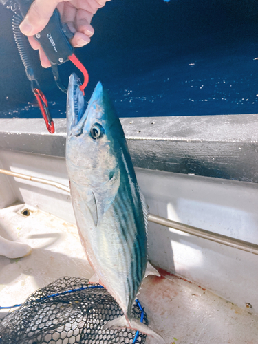 ハガツオの釣果