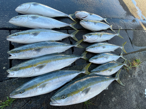 ブリの釣果