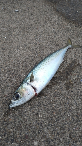 サバの釣果