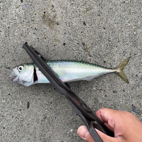 サバの釣果