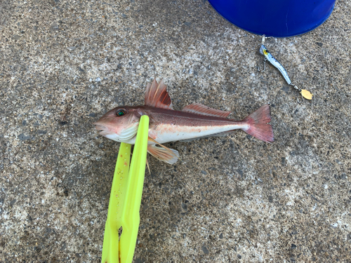 カナガシラの釣果