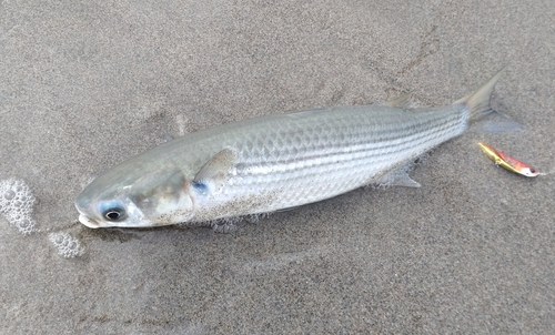 ボラの釣果