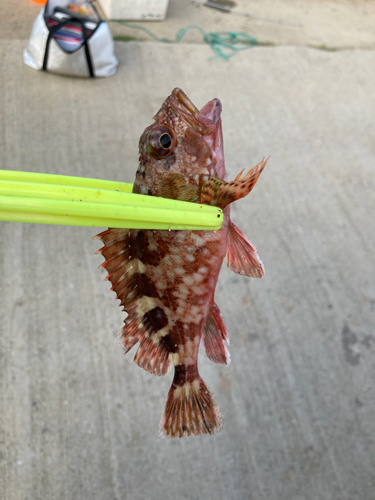 カサゴの釣果