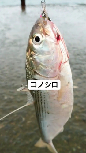 コノシロの釣果