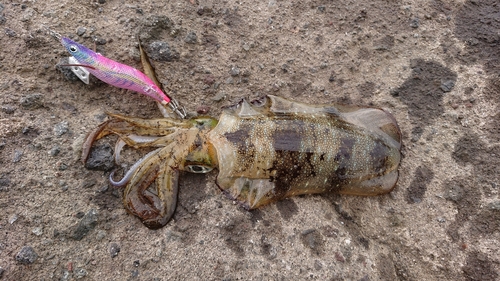 アオリイカの釣果