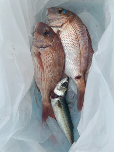 マダイの釣果