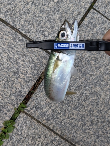 サバの釣果