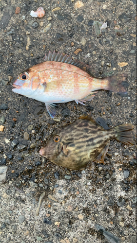 カワハギの釣果