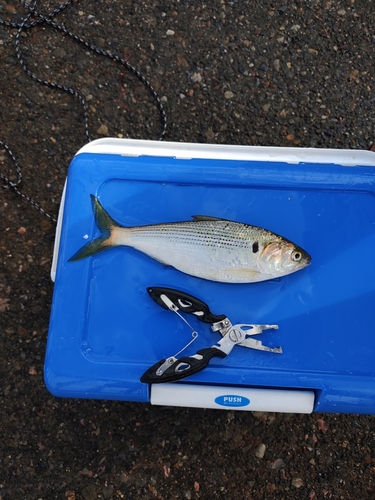 コノシロの釣果