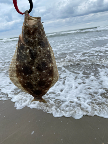 ソゲの釣果