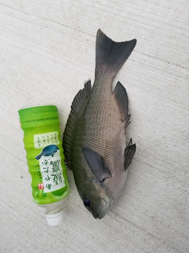 クチブトグレの釣果