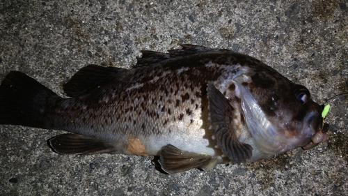 クロソイの釣果