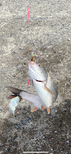 ウグイの釣果