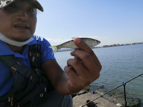 オイカワの釣果