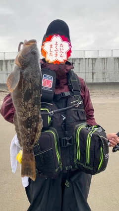 アイナメの釣果